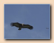 [Click to enlarge image]