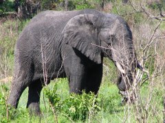 Olifant