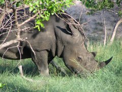 Neushoorn