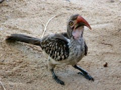 Roodsnaveltok