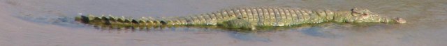 Krokodil
