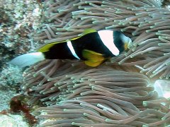 Anemoonvis