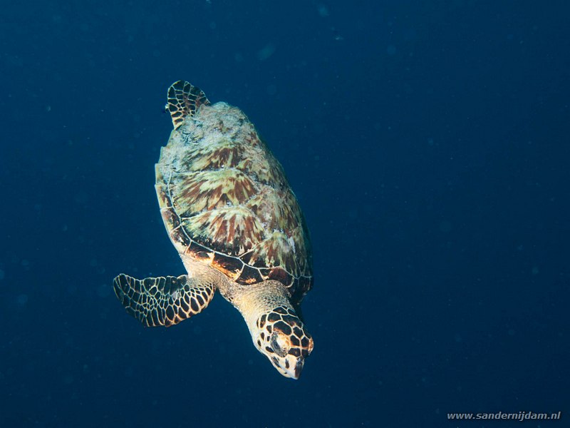 Karetschildpad, , Bonaire, Mei 2009Young Hawksbill Turtle (Eretmochelys imbriocota), Salt City, Bonaire