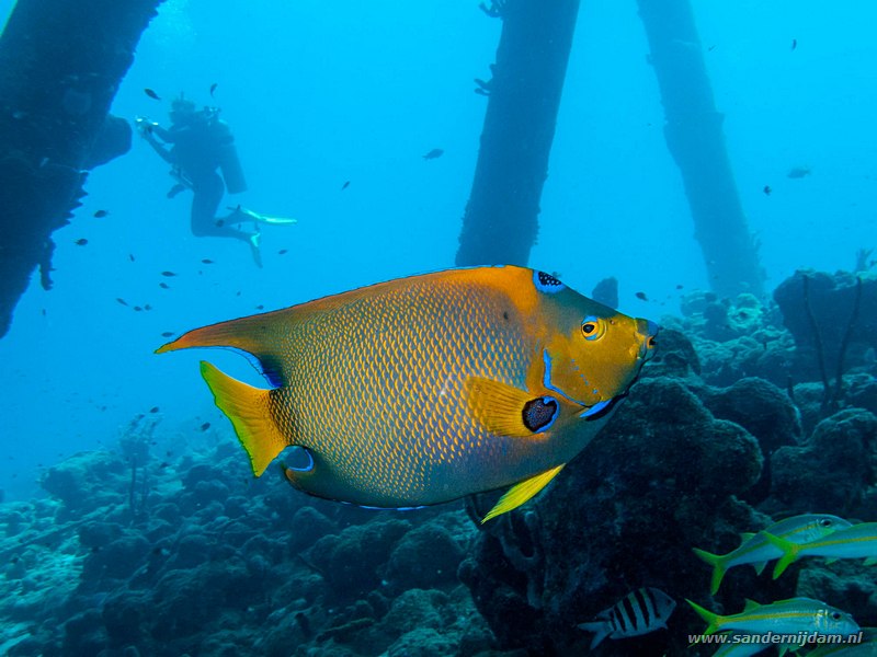 Gekroonde keizersvis, , Bonaire, Mei 2009Queen Angelfish (Holacanthus ciliaris), Jeannnies Glory, Bonaire