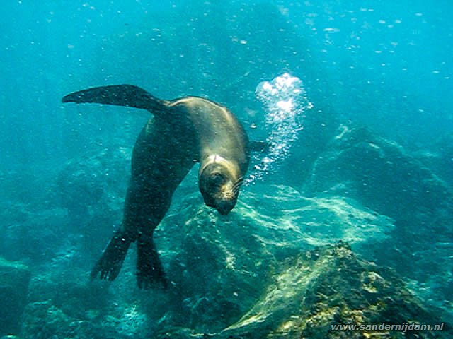 Galapagos zeeleeuw, Zalophus wollebaeki in Gardner bay, Espanola eiland, Galapagos-eilanden