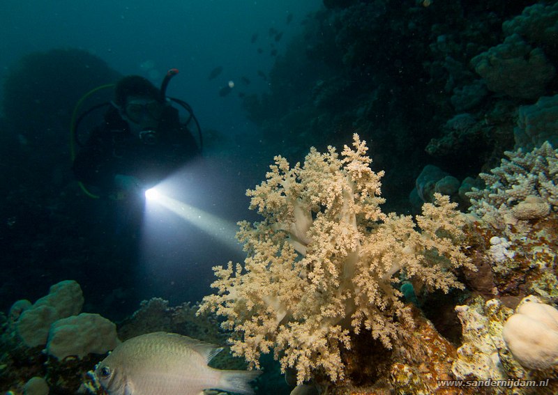 Ferdi met zacht koraal, , Egypte, mei 2015Ferdi with soft coral, Marsha Shagra
