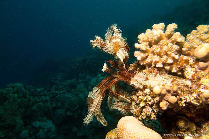 Veerster, , Egypte, mei 2015Feather star, Marsha Shagra
