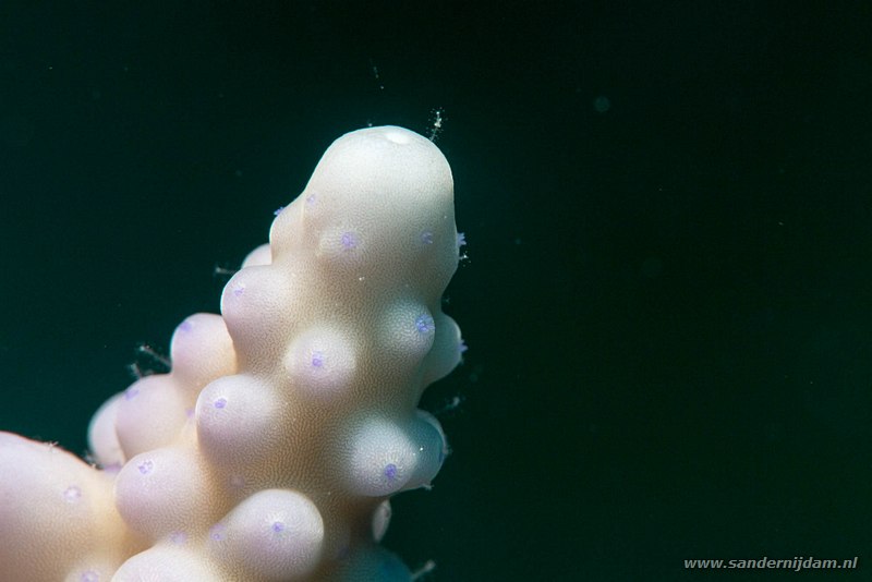 Acropora, , Egypte, mei 2015Acropora spp., Marsha Shagra