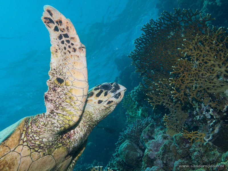 Karetschildpad, , Marsa Shagra, Marsa Alam, Egypt, April 2013Hawksbill sea turtle (Eretmochelys imbricata)