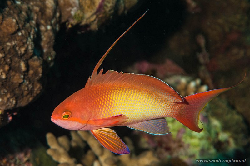 Rode vlaggenbaars, , Marsa Nakari South, Egypte, November 2010Jewel fairy basslet (Pseudanthias squamipinnis)