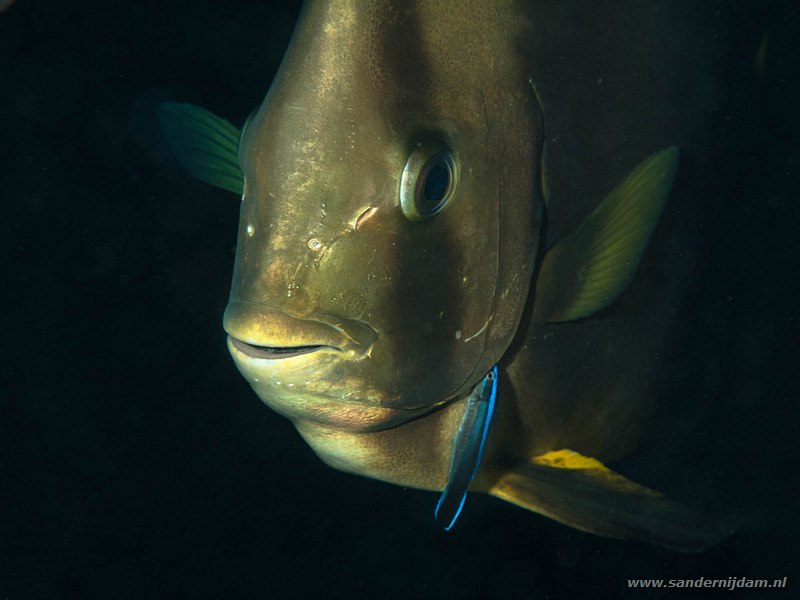 Gewone vleermuisvis met gewone poetslipvis, , Marsa Nakari South, Egypte, November 2010Circular batfish (Platax orbicularis) with common cleaner wrasse (Labroides dimidiatus)
