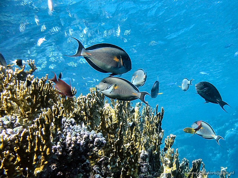 Rode Zee doktersvissen, Acanthurus Sohal, Sharm Shuni, Egypte, oktober 2003