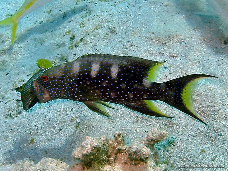 Maanstaart juweelbaars met groene trekkervis, Variola louti en balistapus undulatus, Marsa Abu Dabbab, noordrif, Egypte, oktober 2003