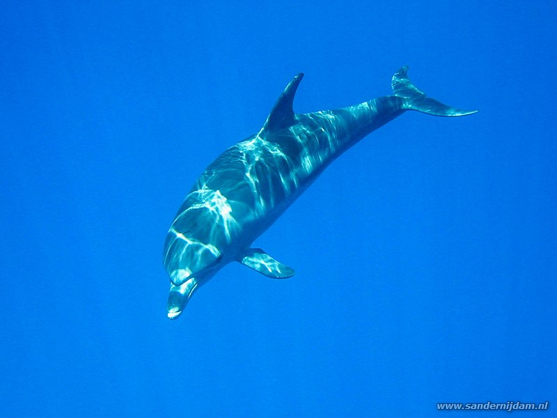 Rode Zee tuimelaar, Tursiops aduncus, Marsa Shagra, voor huisrif, Egypte, oktober 2003