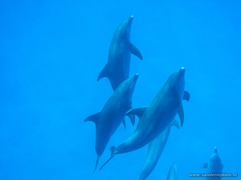 Rode Zee tuimelaar, Tursiops aduncus, Marsa Shagra, voor huisrif, Egypte, oktober 2003, Egypte, oktober 2003