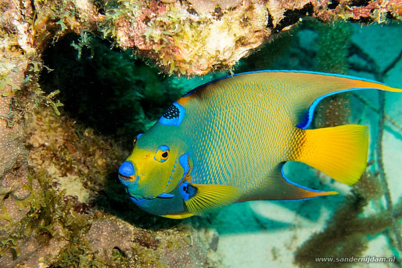 Gekroonde keizersvis, , Bonaire, maart 2016Queen Angelfish (Holacanthus ciliaris), Sara's smile