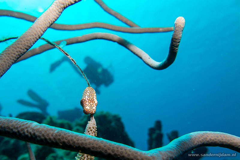 Flamingotongslak, , Bonaire, maart 2016Flamingo Tongue (Cyphoma gibbosum), Boca Slagbaai South