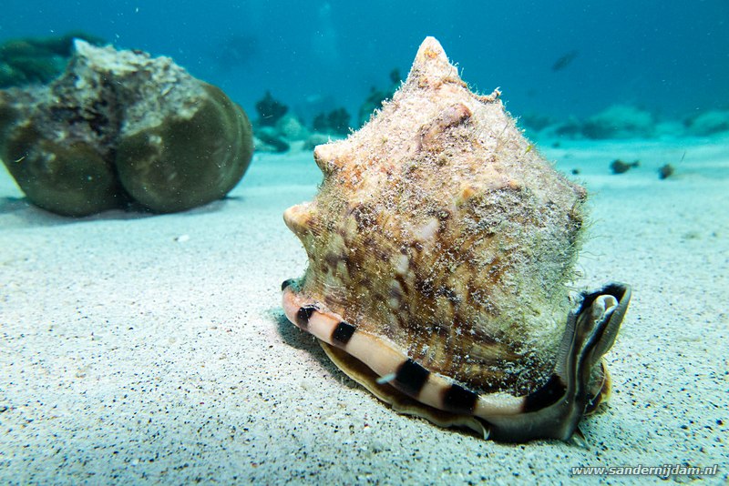 Conch, , Bonaire, maart 2016King helmet (Cassis tuberosa), Boca Slagbaai South