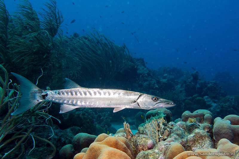 Grote barracuda, , Bonaire, maart 2016Great barracuda (Sphyraena barracuda), Sara's smile