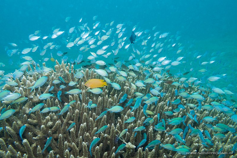 Blauwgroene juffertjes, , Kencana huisrif, Sumbawa Besar, Indonesia, June 2011Mostly Blue-Green Chromis (Chromis viridis)
