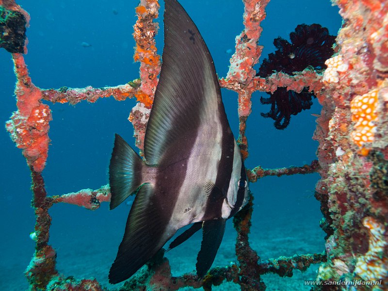 Vleermuisvis, , Tulamben drop-off, Bali, Indonesia, July 2011Longfin Spadefish (Platax teira)