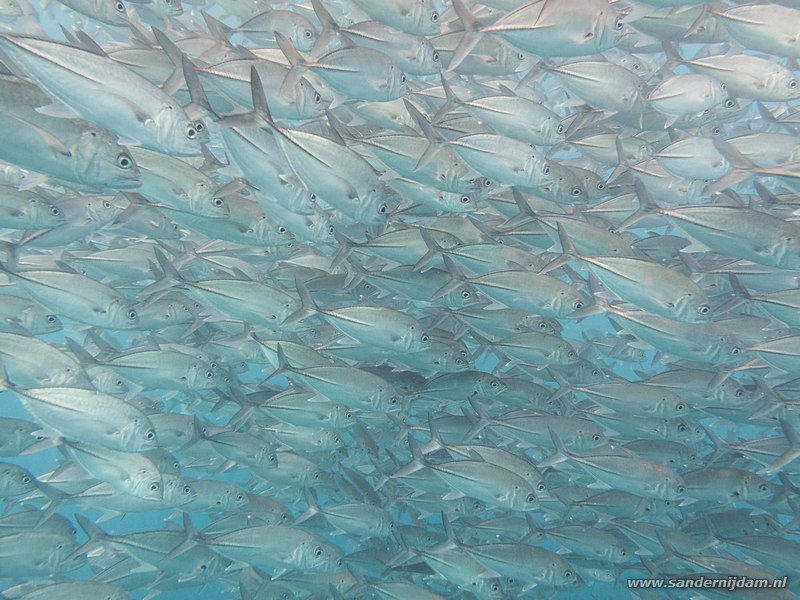 Horsmakrelen, , Tulamben Wreck, Bali, Indonesia, July 2011Bigeye Trevallys (Caranx sexfasciatus)