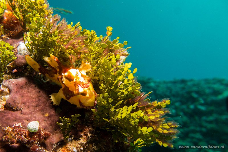 Gevlekte hengelaarsvis, , Komodo NP, Indonesia, juli 2015Painted frogfish (Antennarius pictus), Manta point