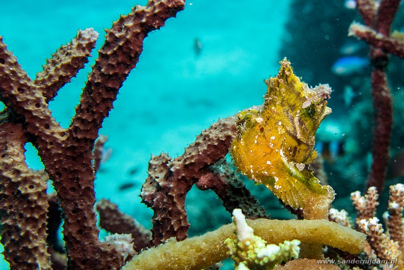 Blad schorpioenvis, , Komodo NP, Indonesia, juli 2015Leaf scorpionfish (Taenianotus triacanthus), , Siauba Besai