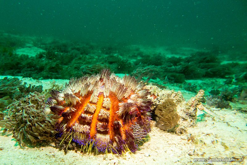 Vuurzee-egel, , Komodo NP, Indonesia, juli 2015Variable fire urchin (Asthenosoma varium), Wainilu