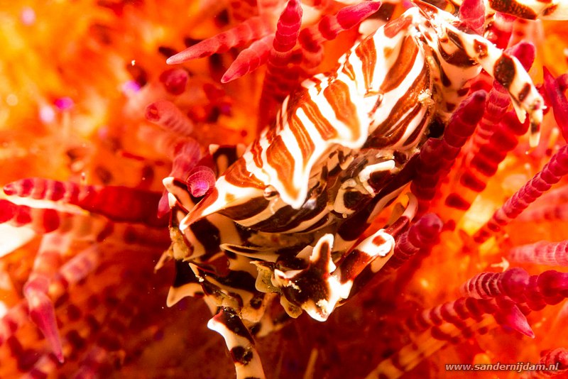 Vuurzee-egelkrab, , Komodo NP, Indonesia, juli 2015Zebra urchin crab (Zebrida adamsii), Wainilu