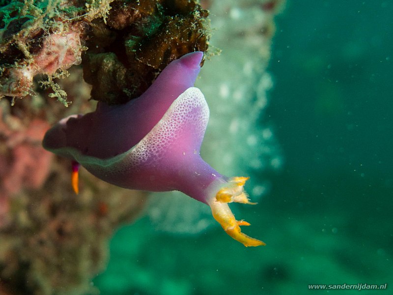 Naaktslak, , Stingray City, Pulau Mabul, Malaysia, augustus 2014Robe hem hypselodoris (Hypselodoris apolegma)