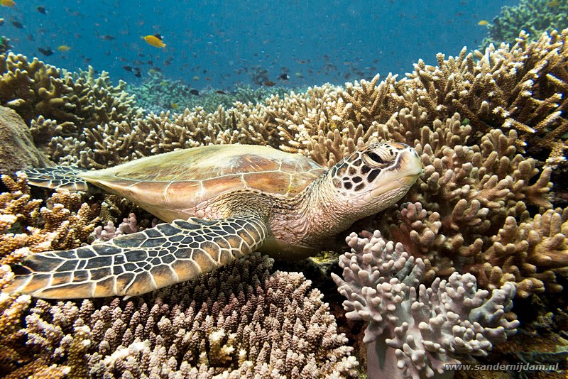 Soepschildpad, , South Point, Pulau Sipadan, Malaysia, augustus 2014Green turtle (Chelonia mydas)