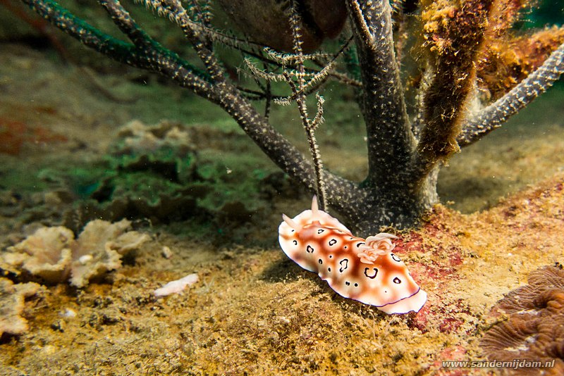 Luipaard chromodoris, , Terumbu Tiga @ T3, Perhentians, Malaysia, augustus 2014Leopard chromodoris (Chromodoris leopardus)