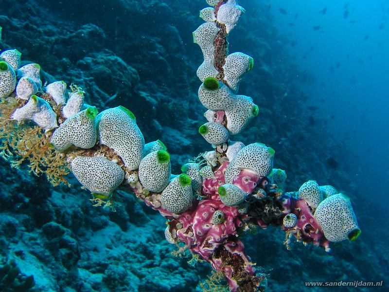 Koloniale urnzakpijpen, Didemnum molle met andere zakpijpen, Vilamendhoo huisrif noord, Ari atol, Malediven, november 2007