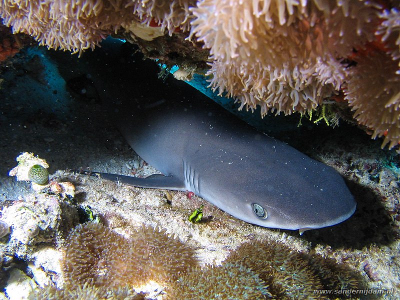 Witpunt rifhaai, Triaenodon obesus, Nu Giri, Ari atol, Malediven, november 2007