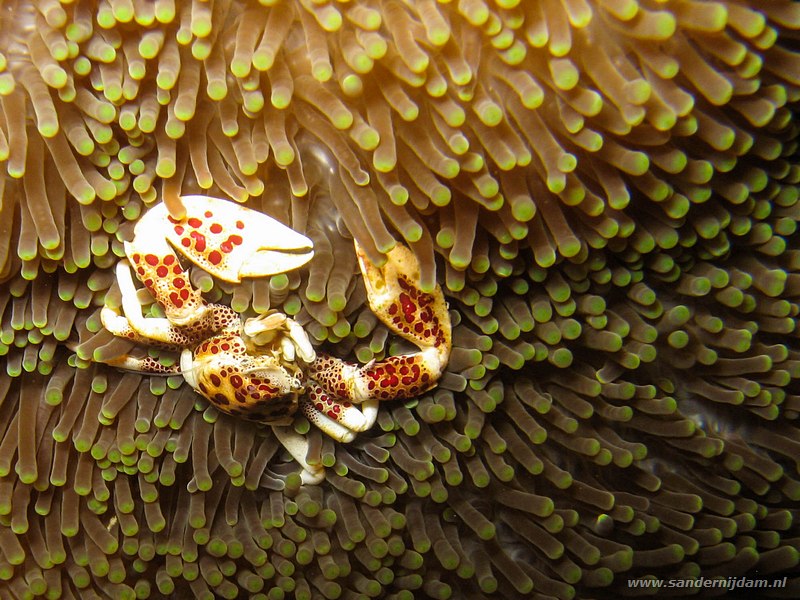 Anemoon porseleinkrabbetje, Neopetrolisthes maculatus, Johnsons, Bunaken NP