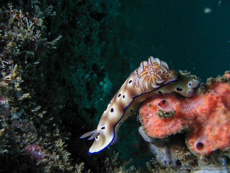 Risbecia tryoni, Naaktslak, Nudi Falls, Straat van Lembeh