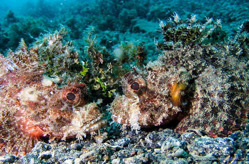 Gewone dwergkoraalduivels, Dendrochirus brachypterus, Serena, Straat van Lembeh