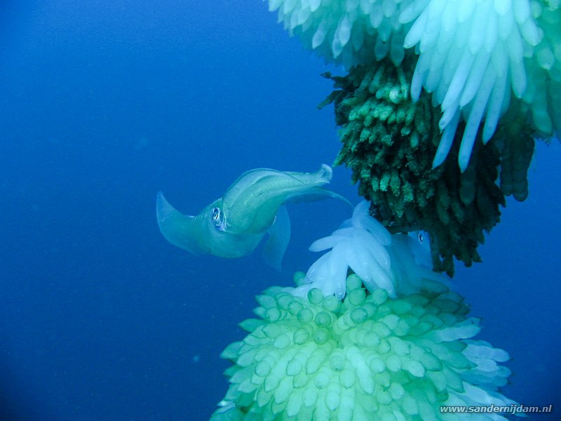 Grootvin pijlinktvis met eieren, Sepioteuthis lessoniana, Hairball, Straat van Lembeh