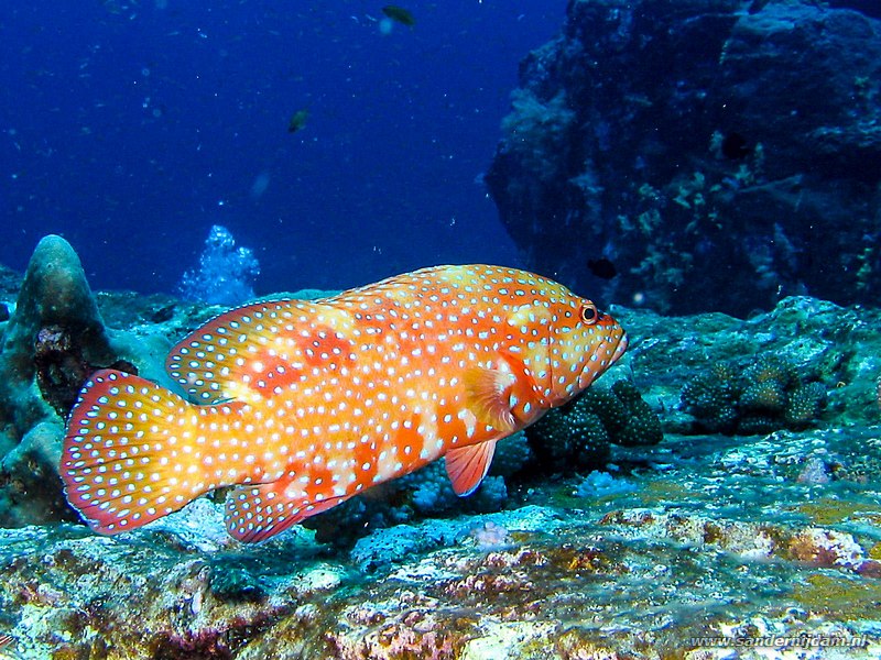 Rode koraalbaars, Cephalopholis miniata, Ko Bon Pinnacle, Thailand, november 2006