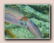 , Bonaire, Mei 2009