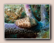 , Bonaire, Mei 2009