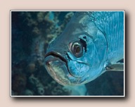 , Bonaire, Mei 2009