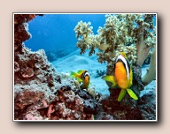 Amphiprion bicinctus, Moray Garden, Dahab, Egypte, mei 2005