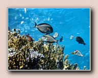 Acanthurus Sohal, Sharm Shuni, Egypte, oktober 2003