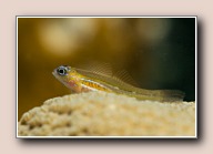 , Bonaire, maart 2016
