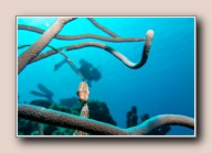 , Bonaire, maart 2016