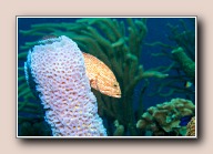 , Bonaire, maart 2016