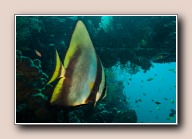 , Tulamben Wreck, Bali, Indonesia, July 2011