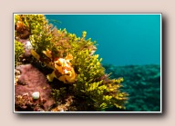 , Komodo NP, Indonesia, juli 2015